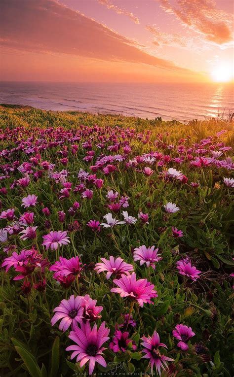 110 Best Blooming Fields And Meadows Images On Pinterest