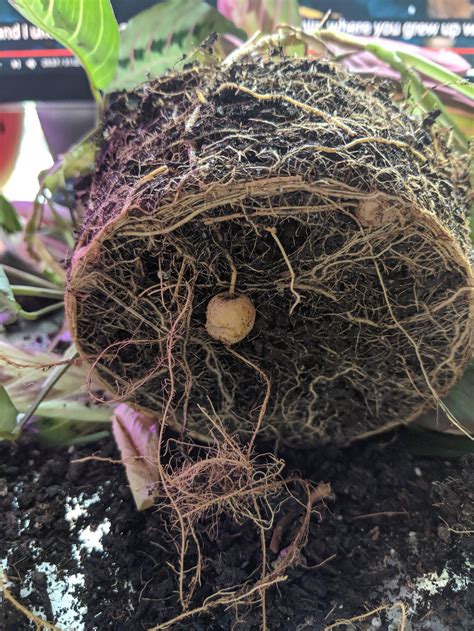 If you destroy this node, the cutting won't pick up but waste away. Prayer plant, what are these weird root bulbs? I couldn't ...