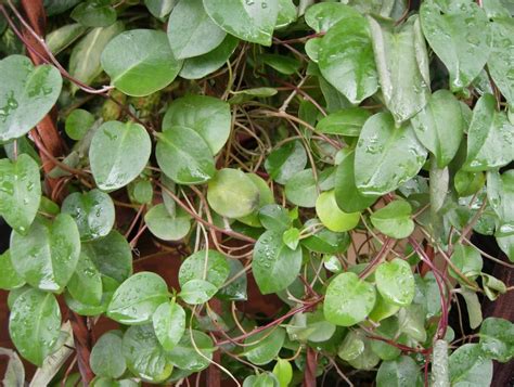 Daun binahong dalam bahasa batak. MANFAAT DAUN BINAHONG BAGI KESEHATAN ~ KONSEP KESEHATAN