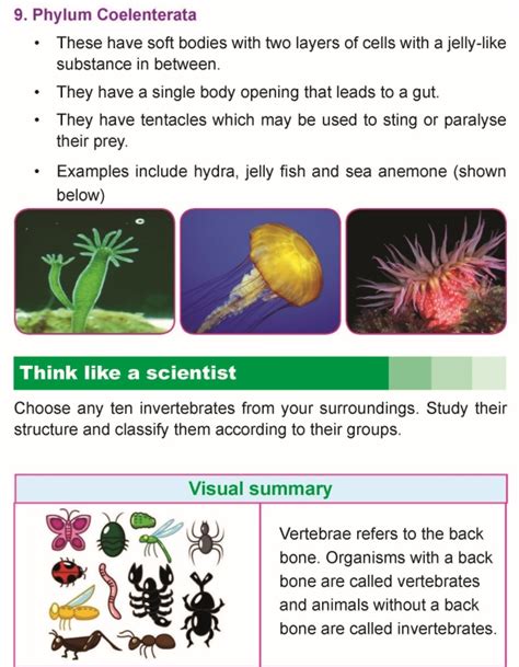 Grade 5 Science Lesson 2 The Invertebrates Primary Science