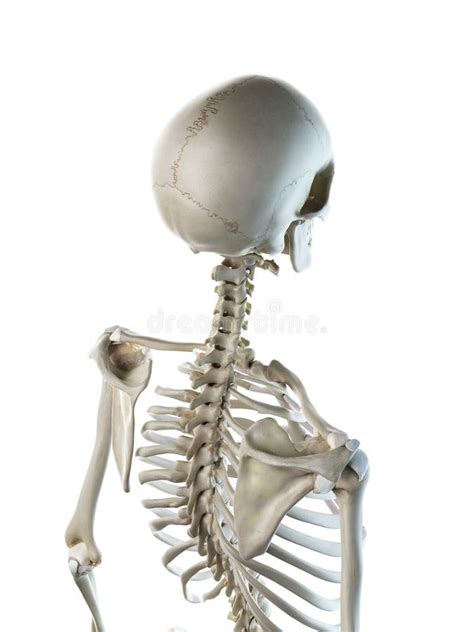 A Females Skeletal Thorax Stock Illustration Illustration Of Accurate