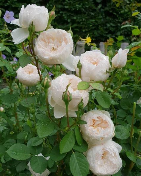rose glamis castle bush form premium hello hello plants