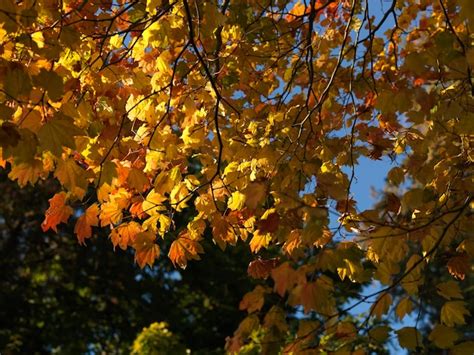 Premium Photo Autumn Leaves In Vancouver British Columbia Canada