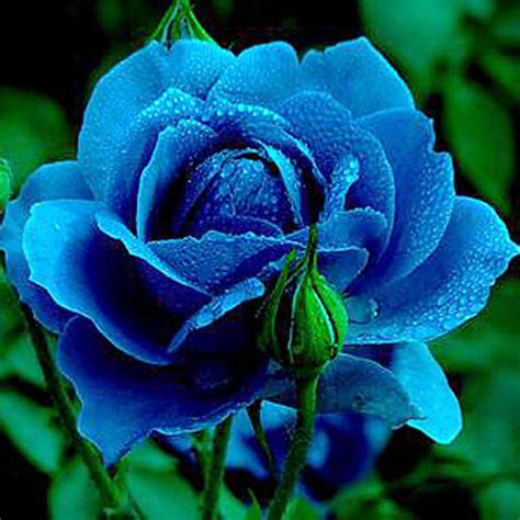 Rare Blue Rose Seeds 60pcs Flower Home Garden Rose Seed Bonsai Balcony