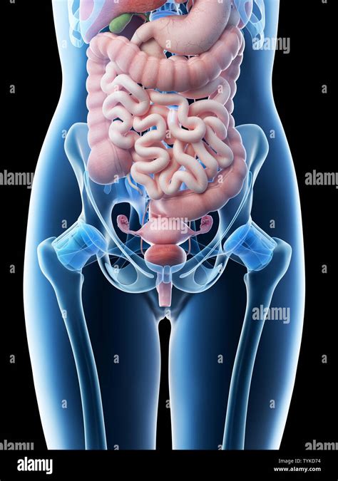 Anatomy Female Abdomen Pelvis Banque De Photographies Et Dimages