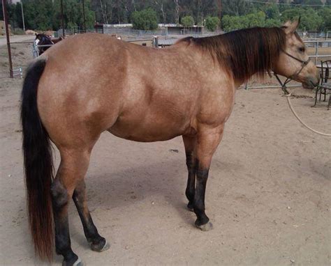 Classified listings of quarter horses for sale in california. Buckskin Quarter Horse For Sale California - Ldwtanka