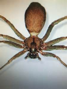 Brown Recluse Spider Notice The Fiddle Shaped Marking It Is