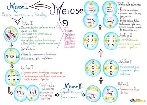 Meiose O Que é E Quais São As Suas Fases Brasil Escola Free Download