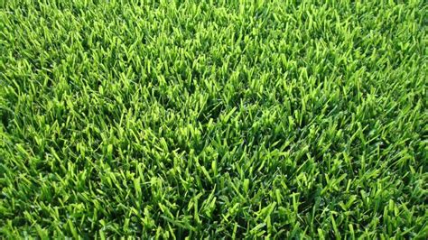 Best Types Of Grass For South Louisiana