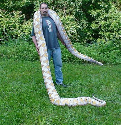 Robert Euvino With A Giant Purple Retic Pet Snake Beautiful