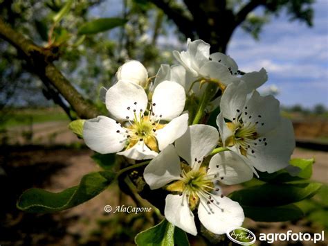 Spowodowane jest to ryzykiem i niepewnością, które towarzyszą organizacji . kwiat jabłoni - zdjęcie, fotka, foto numer: 666105 ...