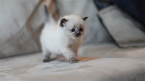 4 Week Old Cute Himalayan Kitten 3 Youtube