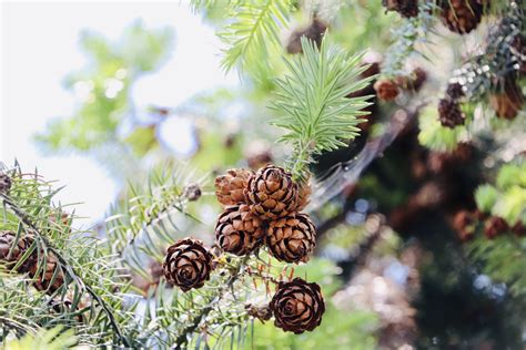 Fotos Gratis Cono De Pino Botánica Columbian Spruce Pino De Azúcar