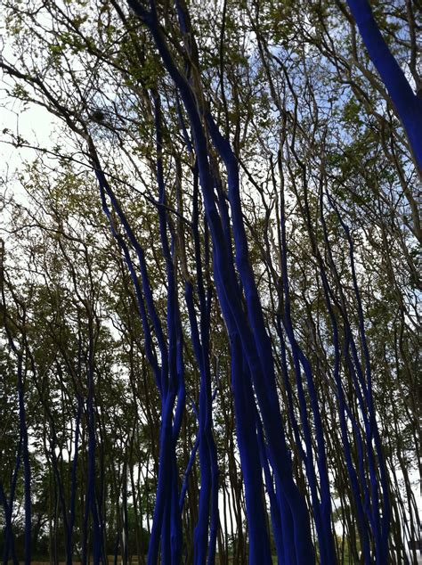 Blue Trees Houstonia Magazine