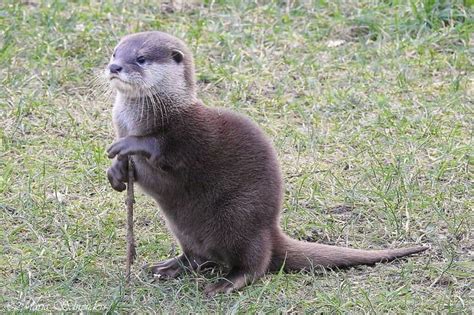 Otter Using Stick As A Cane Cute Animals Otters Funny Animals