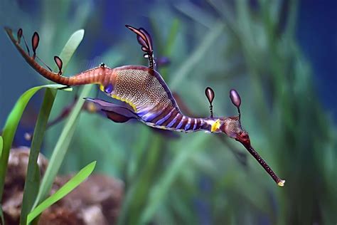 Common Seadragon Weedy Sea Dragon Beautiful Sea Creatures Sea Dragon