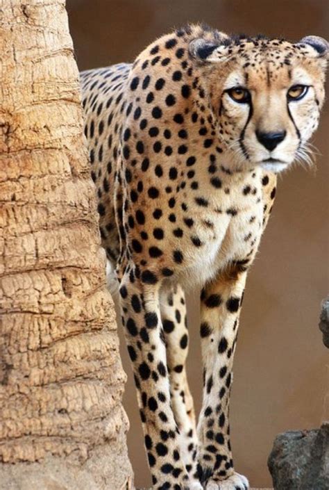 Cheetah Wild Cats Big Cats Animals Beautiful