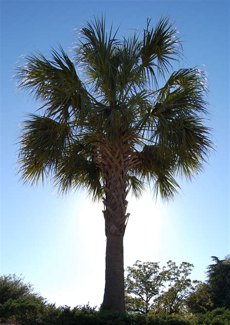 Palmetto Palm Tree Pictures Grim Record Frame Store