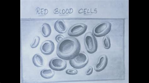 20 Easy Cell Drawing Ideas How To Draw A Cell