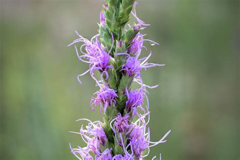 Purple Texas Wildflowers T Kahler Photography