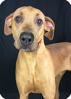 The great dane is believed to have dated back as far as 2200 b.c. Pontiac, MI - Great Dane/Rhodesian Ridgeback Mix. Meet ...