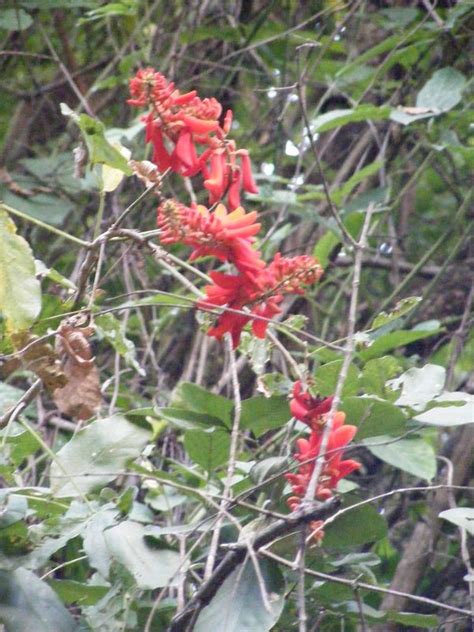 West African Plants A Photo Guide Erythrina Senegalensis Adc