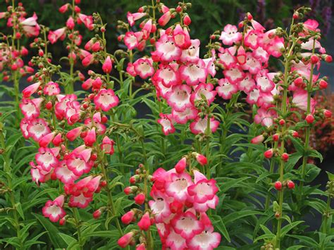How To Grow And Care For Penstemon World Of Flowering Plants