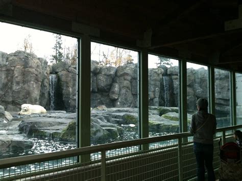 Polar Bear Exhibit Zoochat