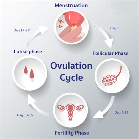 Do You Ovulate Every Month With One Ovary Ziva Fertility