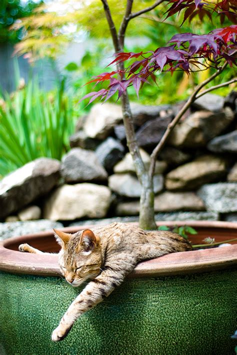 18 Cat Plants You Probably Shouldnt Water Bored Panda