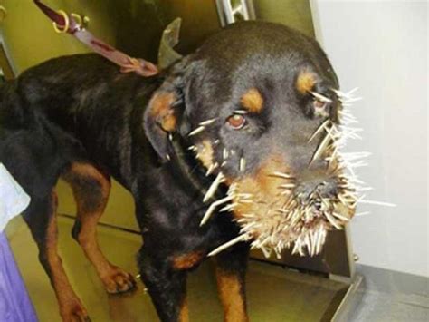 Funny Rottweiler Dogs Photosimages 2012 Pets Cute And Docile