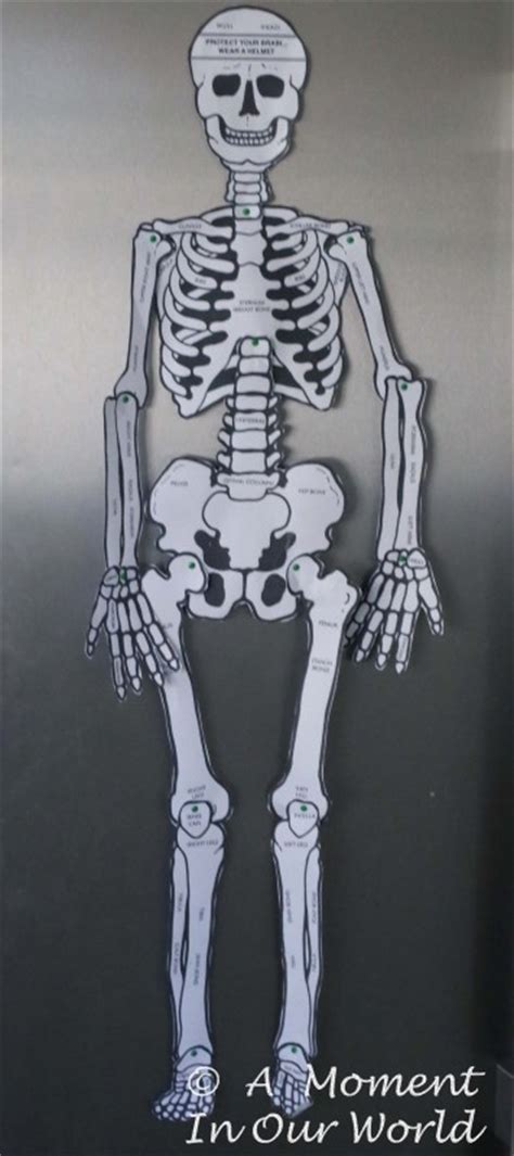 How many cervical vertebrates are there? Human Body: Bones, Joints and Muscles - A Moment in our World