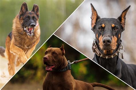 12 Best Guard Dog Breeds For Protection Hiconsumption