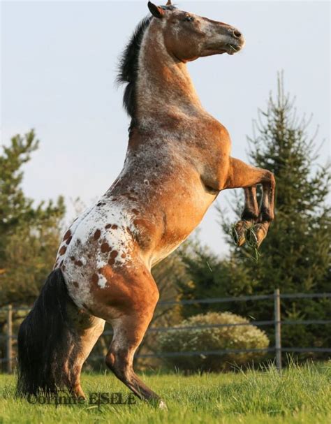 appaloosa horse horses pinterest