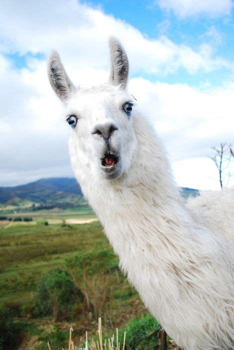 16 Cute Animal Pictures For Your Day Llama Pictures Funny Llama