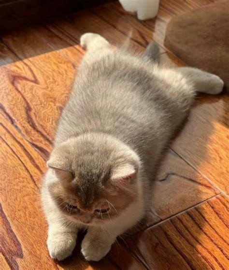 A Gray And White Cat Laying On Top Of A Wooden Floor