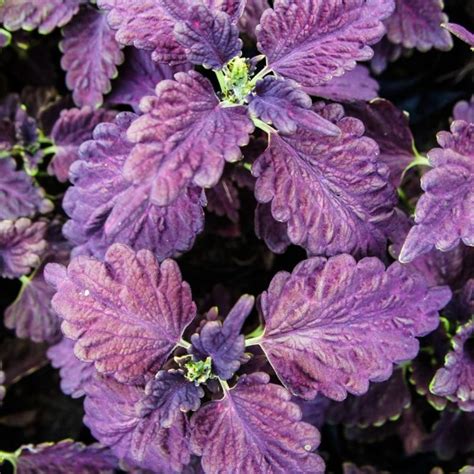 14 Coleus Varieties To Bring Color To Your Shade Garden