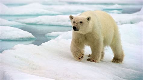 Polar Bears Pictures Clashing Pride