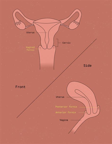 Where Is The Fornix In The Female Reproductive System Revolvemoms