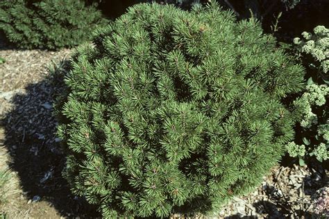 The dense vegetation helps shield smaller birds from predators, and creates good habitat for roosting and nesting. Landscape Plants Rated by Deer Resistance (Rutgers NJAES)
