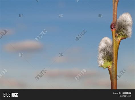 Pussy Willow Closeup On Blue Sky Image And Photo Bigstock