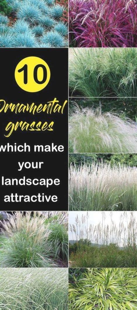 10 Ornamental Grasses Which Make Your Landscape Attractive Nature
