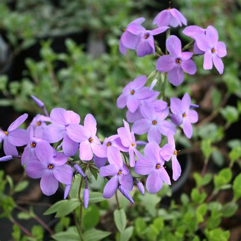 Phlox Stolonifera Sherwood Purple Creeping Woodland Phlox From Sandy