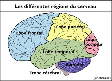 Comprendre Le Cerveau Comment Fonctionne T Il Et De Quoi Est Il Composé