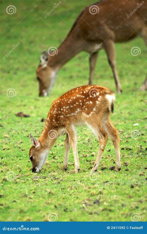 Baby Deer Walking In The Woods Royalty Free Stock Photography
