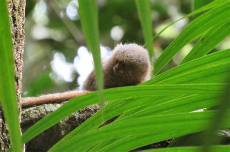 10 Jungle Animals I Could Spot In The Peruvian Amazon Iquitos