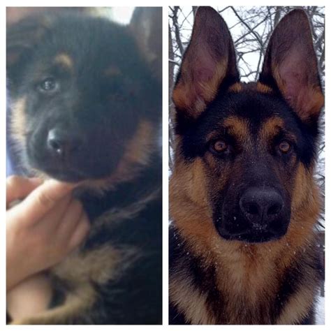 Before And After Pics Puppy Adult Page 2 German Shepherd Dog Forums