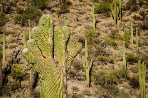 The tortolita mountains north of tucson contain a wealth of desert treasures, including expansive as with most of the mountains in the sonoran desert, the tortolita's are young, geographically. The Adventures of Ken: Tortolita Mountains - Marana, Arizona