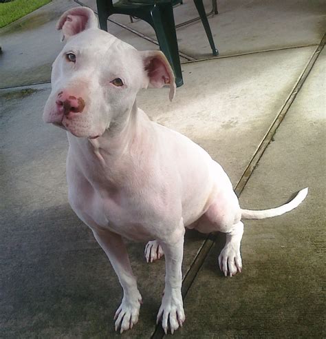 White Pit Bull Pictures Good Pit Bulls