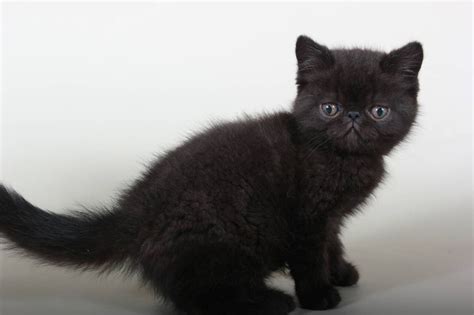 They tend to grow out of it. Exotic Shorthair Cats For Sale | North Miami Beach, FL #264878